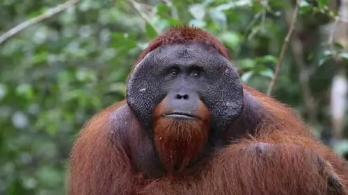 4 Orang Utan Dilepasliarkan di Rimba Kalimantan
