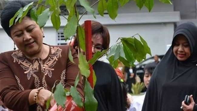 Di Sebatang Pohon Bilalang, Parepare Mengenang Ani Yudhoyono