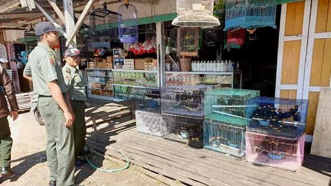 Balai Gakkum Kalimantan Ringkus Pedagang Burung Dilindungi di Katingan