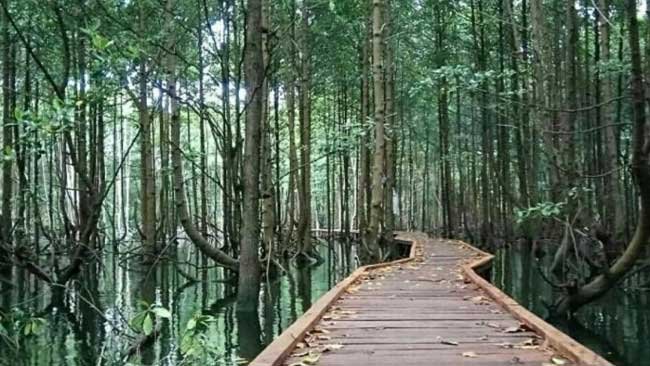 Begini Peran Destinasi Wisata Hutan Mangrove Bontang, Kaltim
