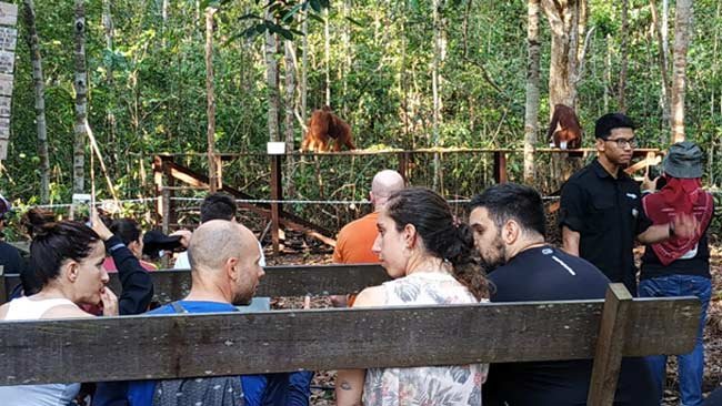 Orang Utan, Idola Wisatawan Mancanegara di Taman Nasional Tanjung Puting