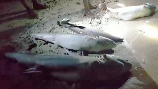 Belasan Ikan Hiu Dibantai di Pulau Igym, Bangkainya Berserakan di Pantai