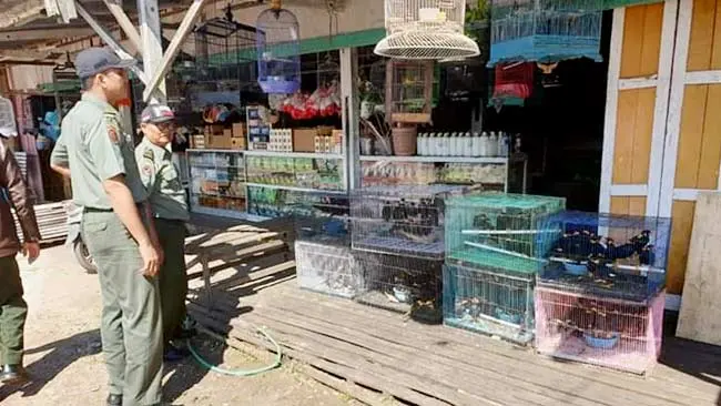 Balai Gakkum Kalimantan Ringkus Pedagang Burung Dilindungi di Katingan