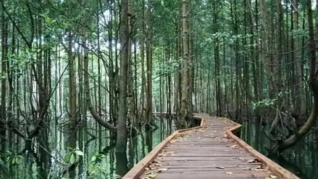Begini Peran Destinasi Wisata Hutan Mangrove Bontang, Kaltim