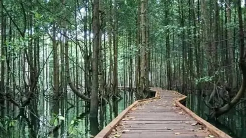 Begini Peran Destinasi Wisata Hutan Mangrove Bontang, Kaltim