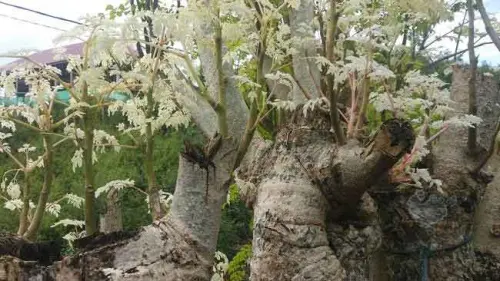Cerita Sebatang Pohon Kelor di Muna yang Berdaun Putih Susu