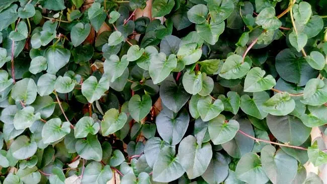 Daun Binahong, Obat Berbagai Penyakit dan Efek Sampingnya