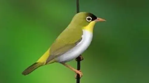 Dua Jenis Burung Ini Menghilang, Kemungkinan Telah Punah