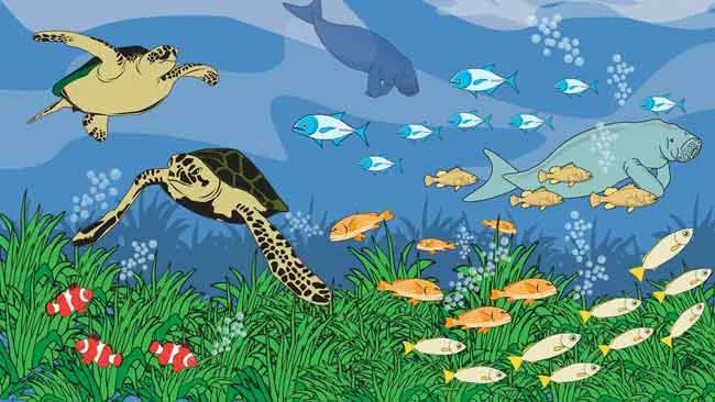 Hewan Laut Melawan Perubahan Iklim dengan Saling Melindungi