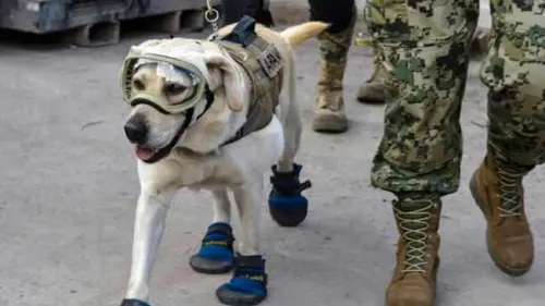 Mengenal Jenis-Jenis Anjing Pelacak yang Terkenal di Dunia