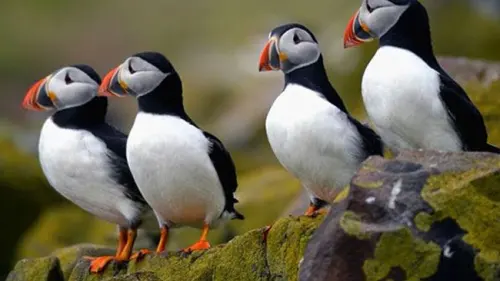 Mengenal Lebih Dekat Burung Puffin, Burung yang Alami Kematian Massal