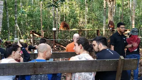 Orang Utan, Idola Wisatawan Mancanegara di Taman Nasional Tanjung Puting
