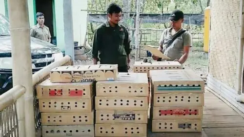 Polhut Gagalkan Penyelundupan Ratusan Ekor Burung Branjangan di Sumba Timur