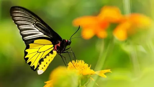 Selain Fenomena Metamorfosanya, 6 Hal Ini Menarik Diketahui Seputar Kupu-Kupu