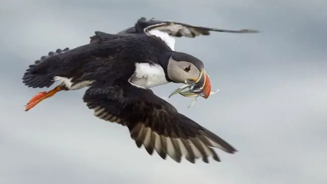 Tragis, Burung Puffin Alami Kematian Massal karena Perubahan Iklim