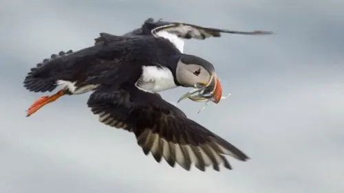 Tragis, Burung Puffin Alami Kematian Massal karena Perubahan Iklim