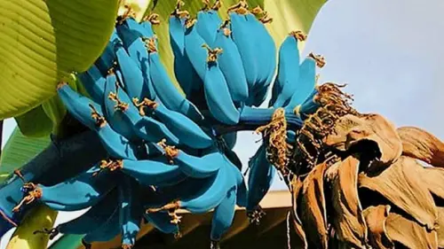Unik! Pisang Blue Java, Buah Berwarna Biru dan Rasanya seperti Es Krim