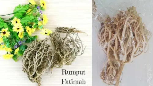 4 Manfaat Rumput Fatimah dan Bahayanya Untuk Ibu Hamil