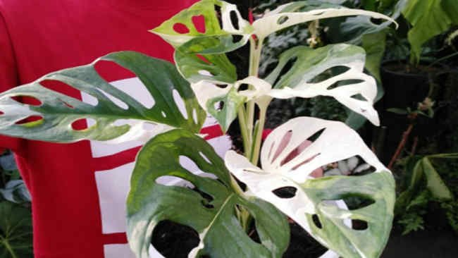 Memikat dan Terus Diburu, Harga Janda Bolong Semakin Bombastis