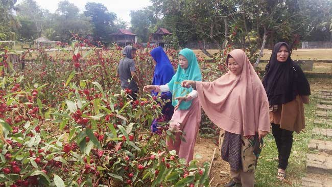 Pantas Pesantren di Pangkep Ini Budidaya Bunga Rosella, Begini Khasiatnya!