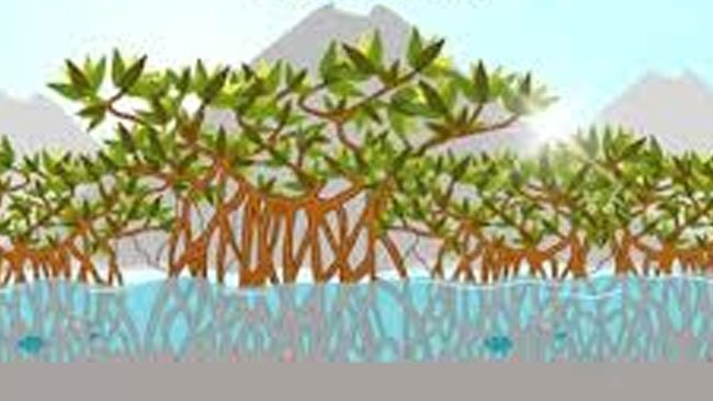 Puluhan Ribu Bibit Pohon Mangrove Penuhi 12 Provinsi di Indonesia