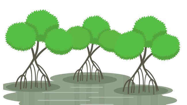 Rusaknya Hutan Mangrove dan Teluk Tembe di Kembar Maminasa