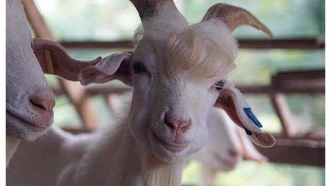 Viral, Seekor Kambing Berparas Ganteng Hebohkan Negeri Jiran