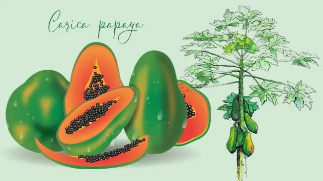Agar Si Kecil Suka dengan Buah Pepaya, Cobalah Tips Ini!