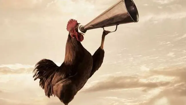 Kokoknya Dianggap Mengganggu, Seekor Ayam Jago Disidang di Prancis