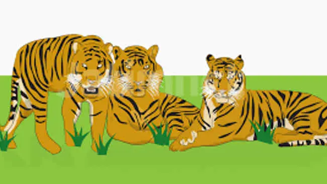 Memerangi Jerat yang Menjerat Harimau Sumatera