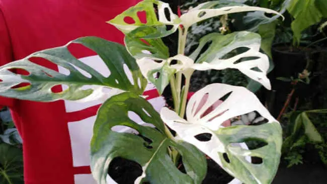 Memikat dan Terus Diburu, Harga Janda Bolong Semakin Bombastis