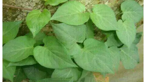 Meski Daun Ini Beraroma Seperti Kentut, Namun Manfaatnya Segudang