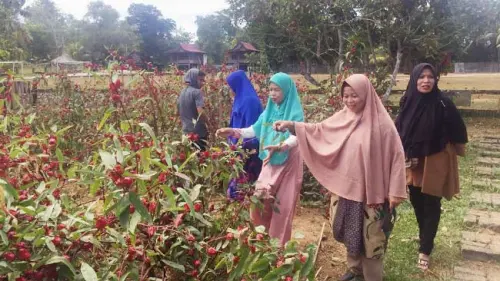 Pantas Pesantren di Pangkep Ini Budidaya Bunga Rosella, Begini Khasiatnya!