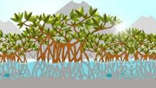 Puluhan Ribu Bibit Pohon Mangrove Penuhi 12 Provinsi di Indonesia