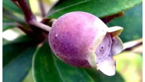 Terancam Punah, Buah-Buahan Kenangan Ini Bakal Jadi Bahan Nostalgia