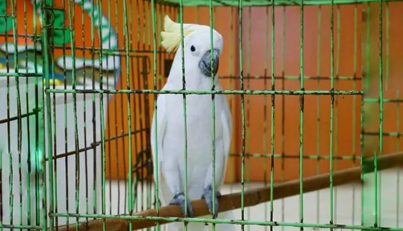 74 Satwa Liar Dilindungi Ditranslokasikan ke Tiga Pulau Berbeda