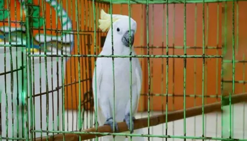 74 Satwa Liar Dilindungi Ditranslokasikan ke Tiga Pulau Berbeda
