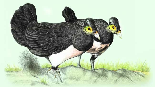 Agar Bertahan Hidup Burung Maleo Lintas Provinsi Cari Makan
