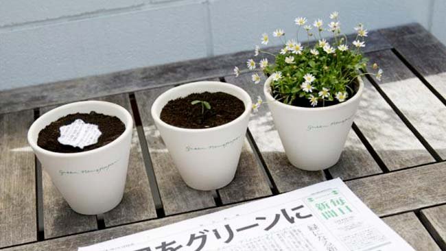 Ajaib! Koran Ini Bisa Jadi Tanaman di Jepang