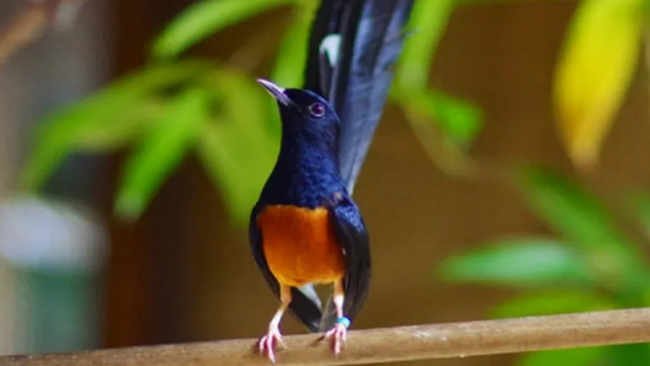 Akankah Kita Kehilangan Burung Penyanyi dari Asia Tenggara Itu?