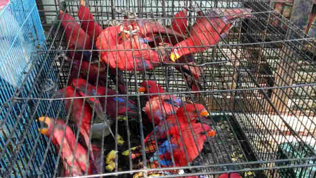 Gakkum LHK  dan BBKSDA Sulsel Amankan 43 Ekor Satwa Dilindungi