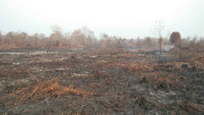 Ratusan Lahan Terbakar di Kalimantan Barat Resmi Disegel