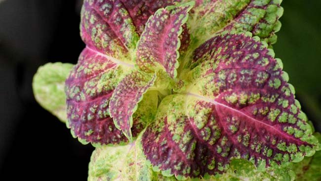 Selain Penyedap Masakan, Ini Manfaat Lain Daun Perilla