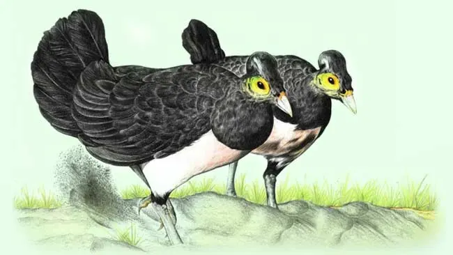 Agar Bertahan Hidup Burung Maleo Lintas Provinsi Cari Makan