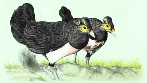Agar Bertahan Hidup Burung Maleo Lintas Provinsi Cari Makan