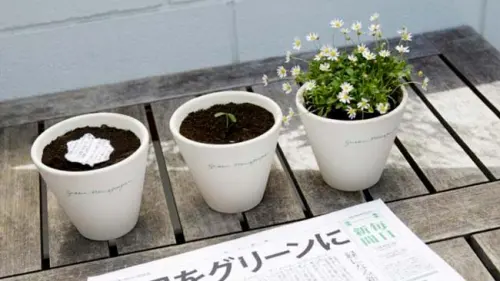 Ajaib! Koran Ini Bisa Jadi Tanaman di Jepang