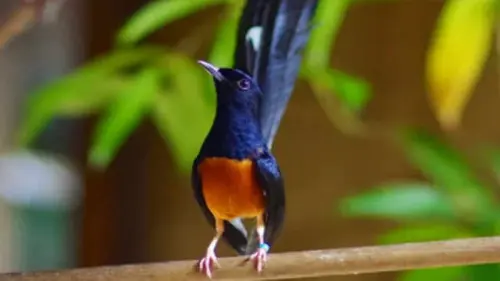 Akankah Kita Kehilangan Burung Penyanyi dari Asia Tenggara Itu?