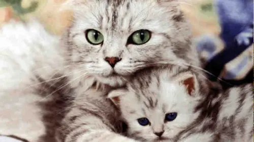 Apakah Kucing Mengerti Panggilan yang Ditujukan Padanya?