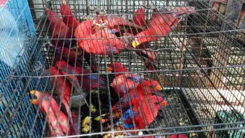 Gakkum LHK  dan BBKSDA Sulsel Amankan 43 Ekor Satwa Dilindungi