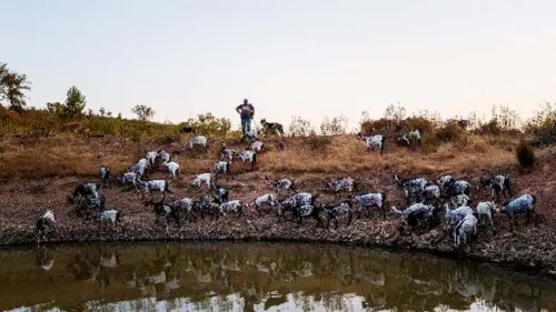Kambing Jadi Pasukan Pencegah Kebakaran Hutan di Portugal
